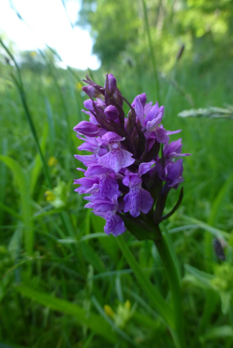 Southern Marsh Orchid