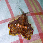 Walker's Moth