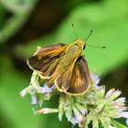 Peck's Skipper