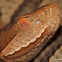 Copperhead