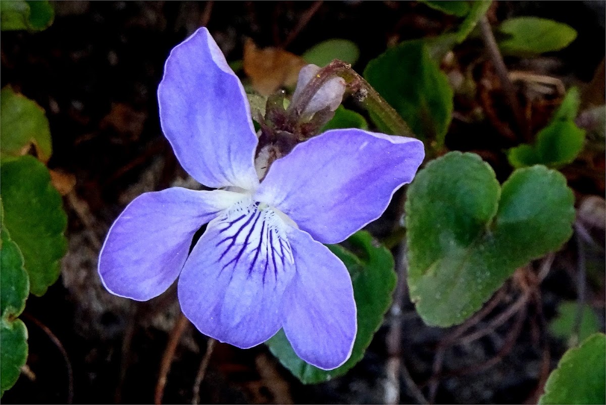 Wood Violet