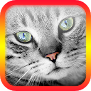 Télécharger Translator for Cats - Cat Translator Installaller Dernier APK téléchargeur