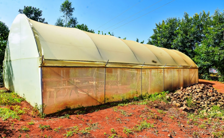 Mwihoko Jericho Women Group tomato greenhouse in Thiba, Mwea.