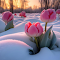 Item logo image for Pink tulips growing on snow wallpaper