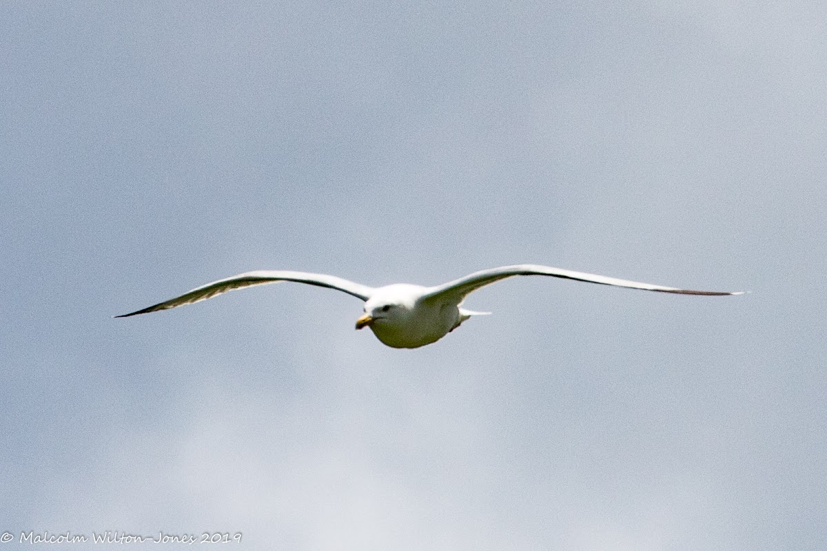 Gull