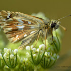 Grizzled skipper