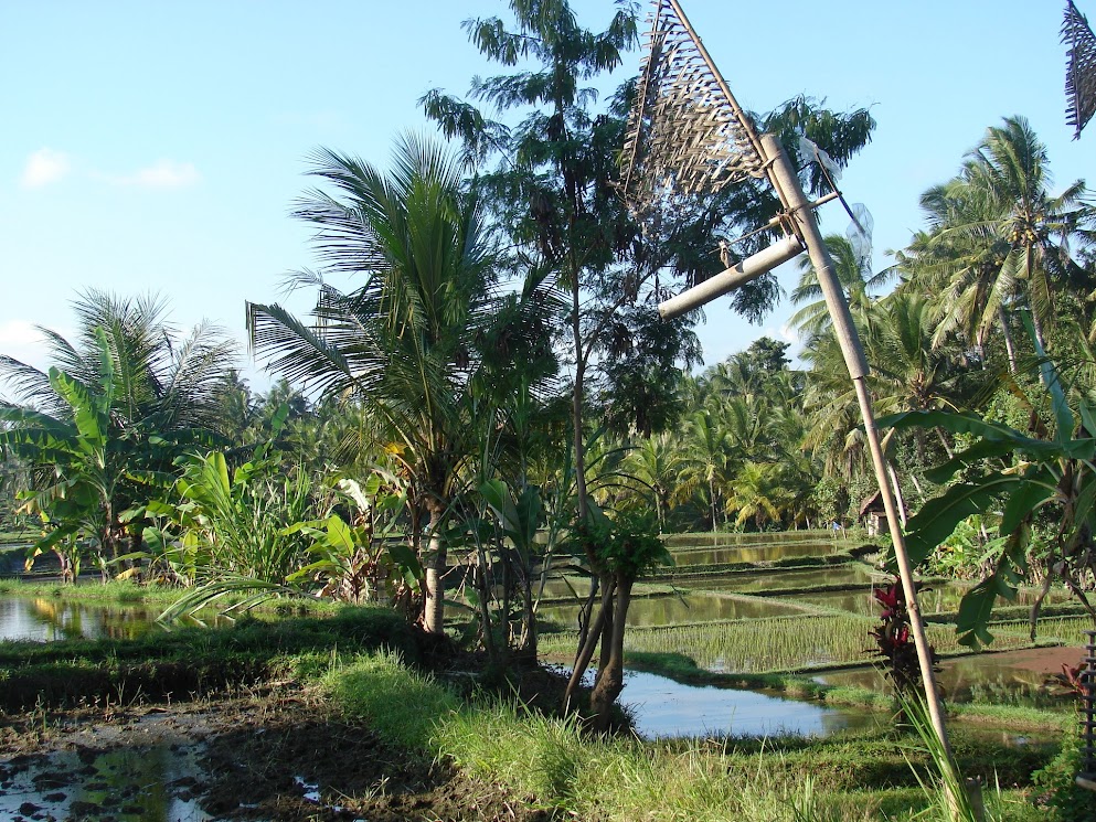 rizières ubud