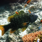 Orangefin emperor