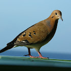 Zenaida Dove