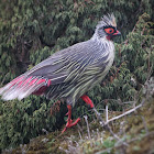 Blood Pheasant