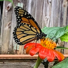 Monarch Butterfly