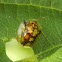 Mottled Tortoise Beetle