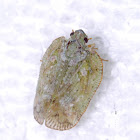 Flatid Planthopper