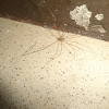 house spider