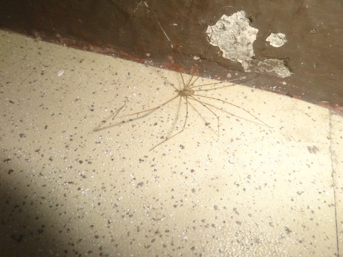 house spider