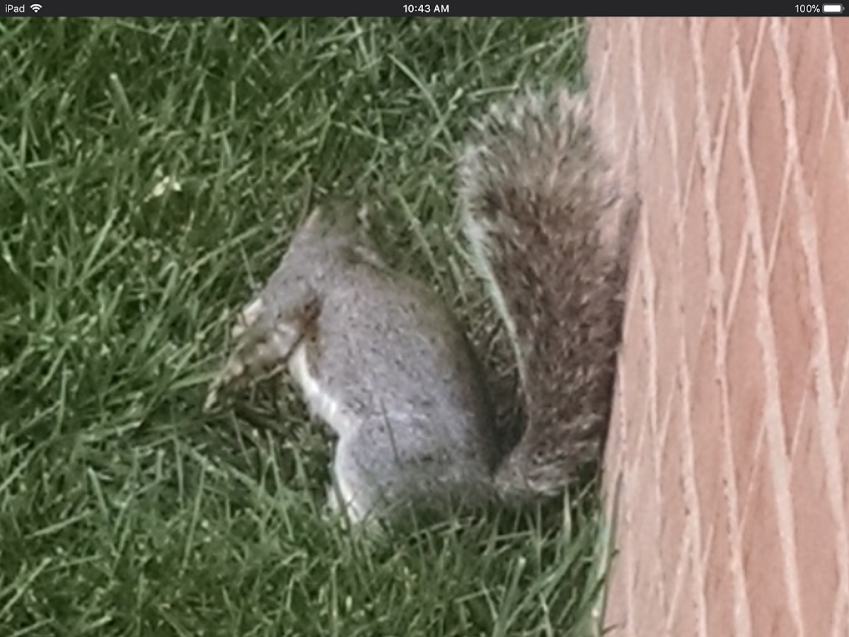 Eastern gray squirrel