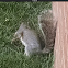 Eastern gray squirrel