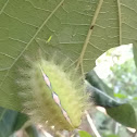 Slug Moth Caterpillar