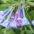 Virginia Bluebells