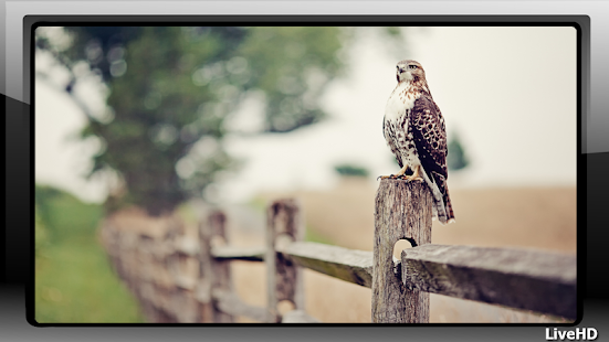 How to get Falcon Wallpaper patch 1.0 apk for laptop