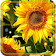 Sunflowers Summer live wallpaper icon