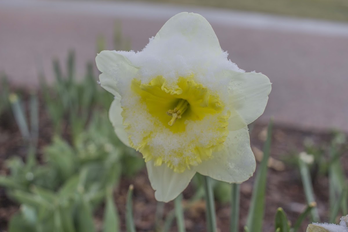 Daffodil