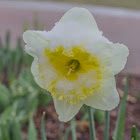 Daffodil