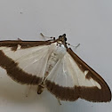 Box tree moth