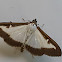 Box tree moth