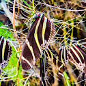 Zebra heliconian