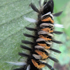 Milkweed Tussock Moth