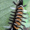 Milkweed Tussock Moth