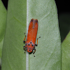 Red Leafhopper