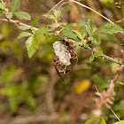 Ringed Paper Wasp