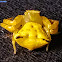 Spectacular Crab Spider (Yellow forme)