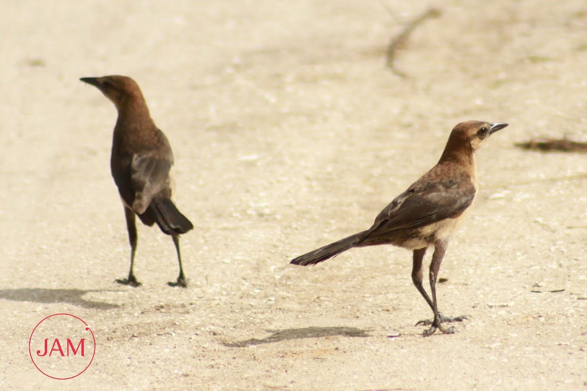 Boat-tailed Grackle (female)