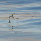 Red-necked Phalaropes