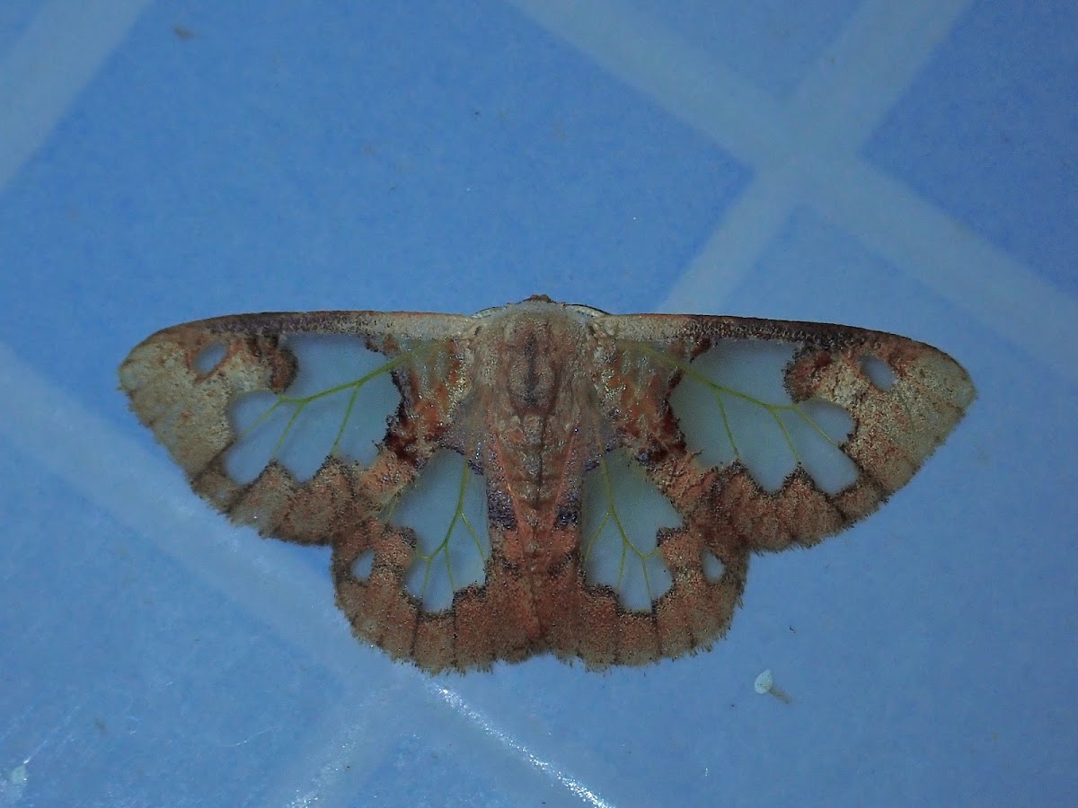 Tussock Moth