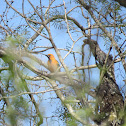 Altamira Oriole