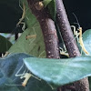 Chinese Preying Mantis hatchlings