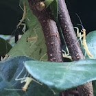 Chinese Preying Mantis hatchlings