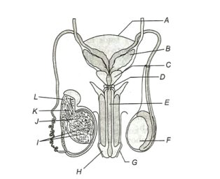 Male reproductive system