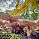 Roadside Mushrooms