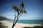 An aloe stands over Camps Bay beach, normally popular with foreign tourists, in Cape Town, South Africa, during the coronavirus disease (Covid-19) outbreak.