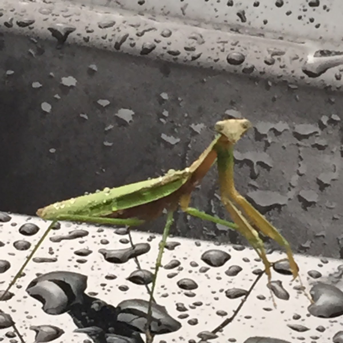 Praying Mantis