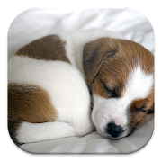 Puppy Dog Live Wallpapers  Icon