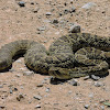 Mojave rattlesnake/Víbora cascabel del Altiplano