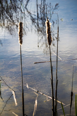 Canne nel lago di 100fotografie - Andrea Centolani