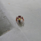 Jumping Spider