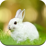 Cover Image of Download Rabbit wallpaper 1.01 APK
